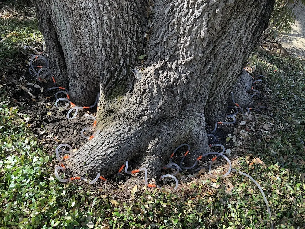 Detailed Tree Cabling and Bracing job site in Nielsville