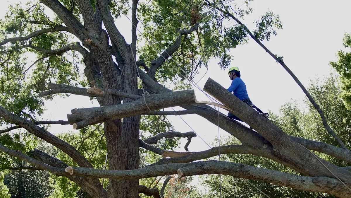 Professional Crown Thinning performed by certified arborists in Nielsville